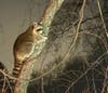 Raccoon courtesy of Bob Natt