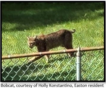 Bobcat