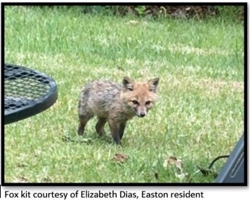 Fox Kit