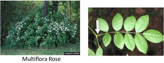 Multiflora