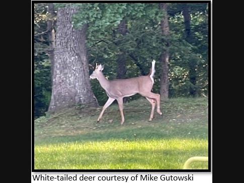 https://patch.com/img/cdn20/users/27230651/20260925/101307/styles/patch_image/public/whitetailed-deer-mike-gutowski___25100728469.jpg