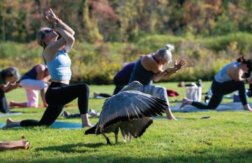 Yoga with the Birds