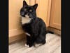 Chester, aka Chess, is waiting patiently for your visit at the Kitty Cat Cafe in Peabody.  A handsome one-year old tuxedo, he is gentle but a little timid, and loves head rubs and snacking on Churros.
