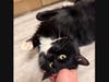 Rub my noggin and I'll show you my belly, Chess seems to say.