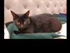 Yuna, formerly known as Penny Lane, was adopted from PAWS by the Yu family last year, and has become the queen of their home.