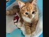 Catbert, a 14-month old kitten, and sibling to Pawbert and Pawtrick, has white markings on her face, chest and feet.  Catbert will be at the PAWS Meet & Greet event, along with Pawbert and Pawtrick.