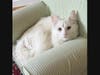 Yeti will be waiting to meet you this Saturday morning.  He's a sassy, playful, lap-loving young cat, who loves his toys being brushed by his foster mom.  He's super curious and seeks out affection.  Unlike his namesake, he's adorable, not abominable!