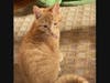 Pawbert showing off his best attention getting trick, the tongue flick.  Pawbert is a ginger (all orange), a young kitten of 14 weeks, as is his sibling, Pawtrick.  Meet them at the PAWS office this Saturday, 411 Lowell St, Wakefield, from 10-Noon.