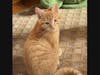 Pawtrick, a very young ginger colored cat, will be waiting to meet you at the PAWS office on Saturday morning.  