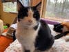 Fred, a gentleman cat who lives a simple life but loves to show his affection hopes to find someone to love him back this weekend.