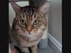Tutu would be a wonderful addition to a family, as he's great with small children.