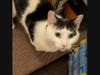 Cannon is a sweet, social, sensitive guy who knows exactly what he likes and isn’t afraid to let you know. This black and white kitty loves other cats and would thrive in a home with a similar energetic feline companion to keep him company.
