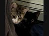 Beanie, a 2-yr old calico is bonded to Salem (aka Sal), a 1-yr old all black cat.  They're both a little shy upon meeting new folks, but have very sweet personalities.
