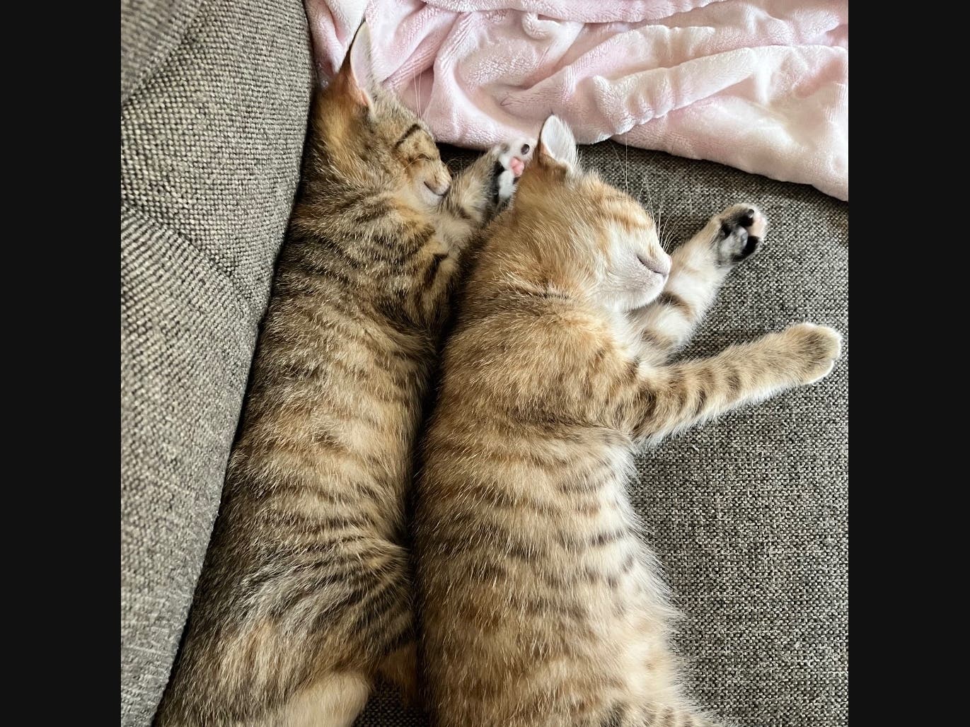 PAWS Meet & Greet with cats and kittens, July 25