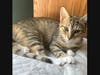 Panda, along with her sister Red Panda, are 4-mo old littermates who need to be adopted together.  Come meet them at the PAWS office this Saturday morning!