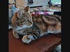 Fabulous Fatima, who recently had babies, is now ready to take center stage. A lovely 3-year-old brown tabby, who enjoys being close to her people, she's happiest lounging nearby, keeping you company and playing with dangling toys.