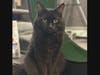 Looking for a a calm, gentle companion with a truly majestic presence? Come meet Stellan, a handsome, lovable and easygoing young adult cat who just turned two. He absolutely adores being pampered: being brushed, petted, and having chin scritches.