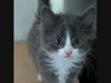 Cirrus is one of the young kittens who will be available to meet visitors to the PAWS office (411 Lowell St, Wakefield) on Saturday, Sept. 5, from 10am until Noon.