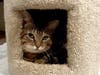 Taz.  Now here's a cat with an attitude to match your own.  Doesn't this feline look like you're the one being checked out?   Come meet young Taz (1.5 yrs old) at the PAWS office on Saturday morning, between 10am and Noon.