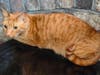 Zaki, a 4-year old ginger, is one of the PAWS foster cats who will be available in its foster home for visits this weekend.  Make an appointment by dropping in to the PAWS office or leaving a message on their email or voicemail.