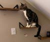 Titus loves his wall mounted perch.  If you meet him and decide he's the right fit for your family, you can purchase a wall-mounted cat climbing system at the PAWS office at a highly discounted price. Titus is a 1-year old playful male who loves cuddles.