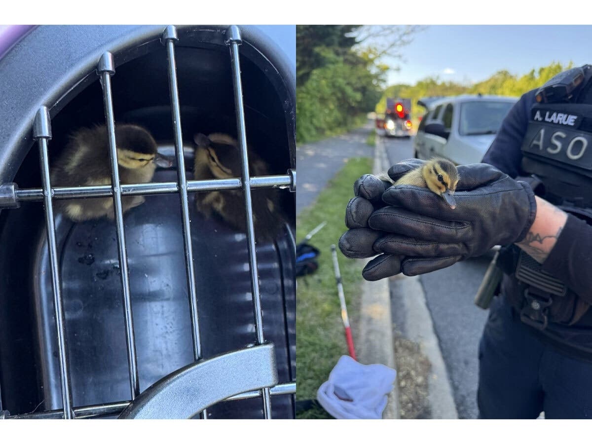 Four ducklings were rescued from a storm drain and returned to their mother over the weekend.