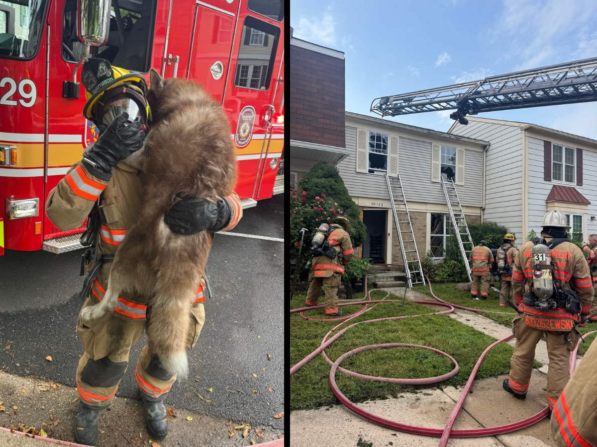 Two dogs were rescued over the weekend after a kitchen fire broke out in a townhouse. One dog was resuscitated.