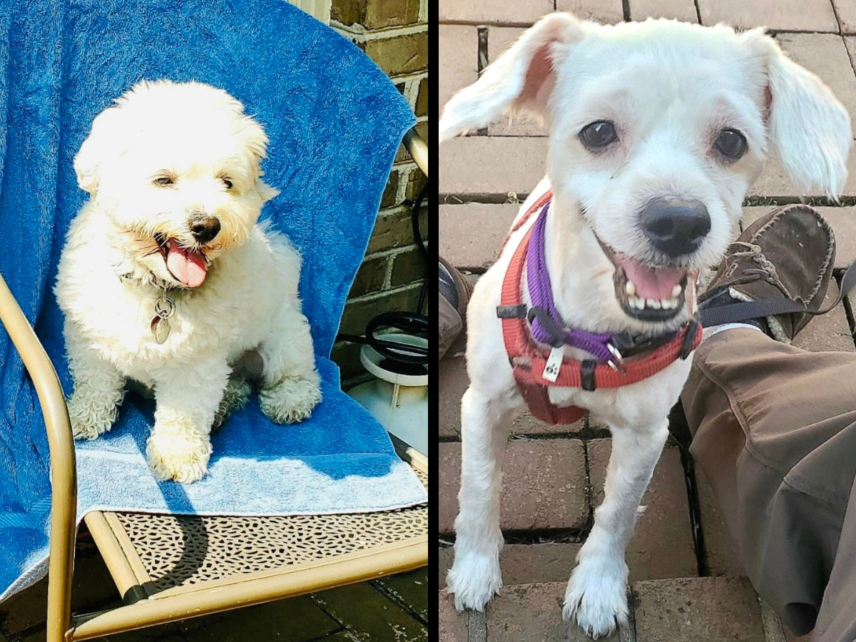 MoCo Rescue Eyes Mobile ‘Pup-Up’ Adoption Events