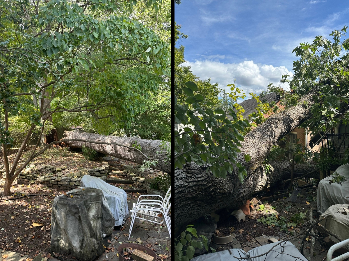 A large tree fell onto two homes in the Takoma Park area on Friday.