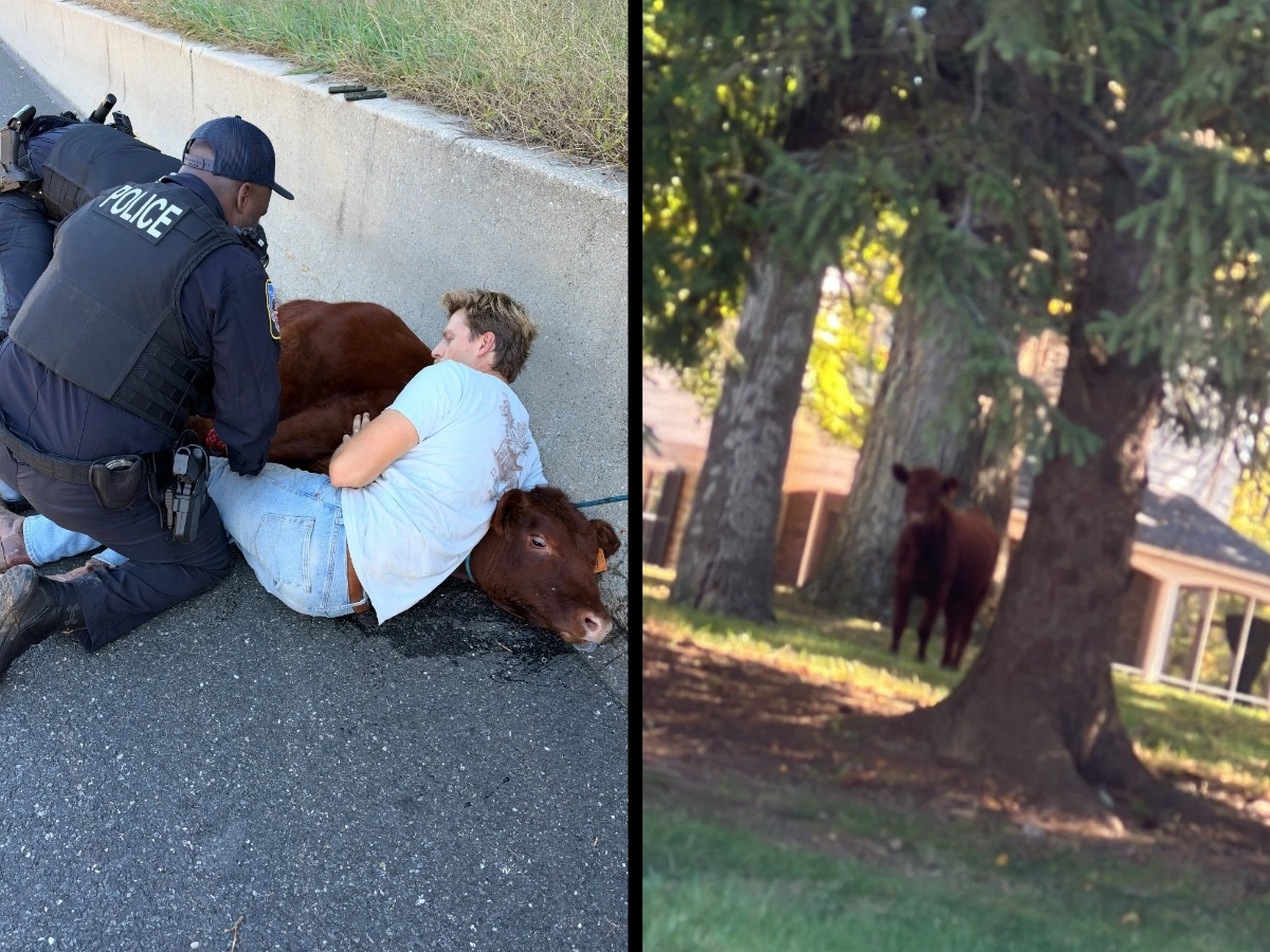 Baltimore County Police responded to a case that saw officers' wrangling techniques put to the test on Wednesday.