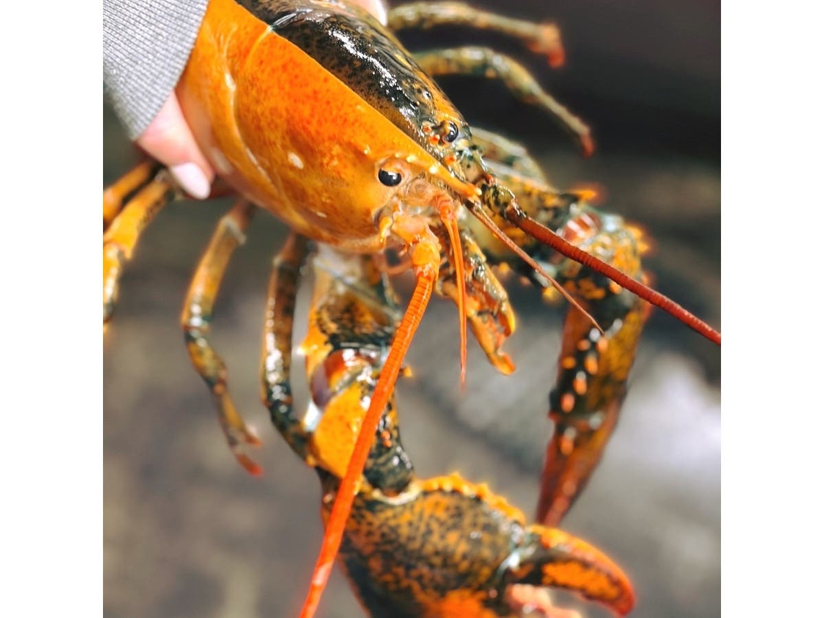 This rare, two-colored lobster was caught off Cape Cod on April 16.