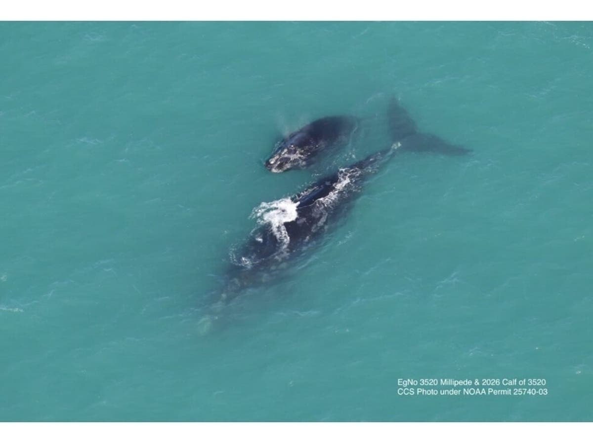 This whale mother and calf were spotted during April in Cape Cod Bay.