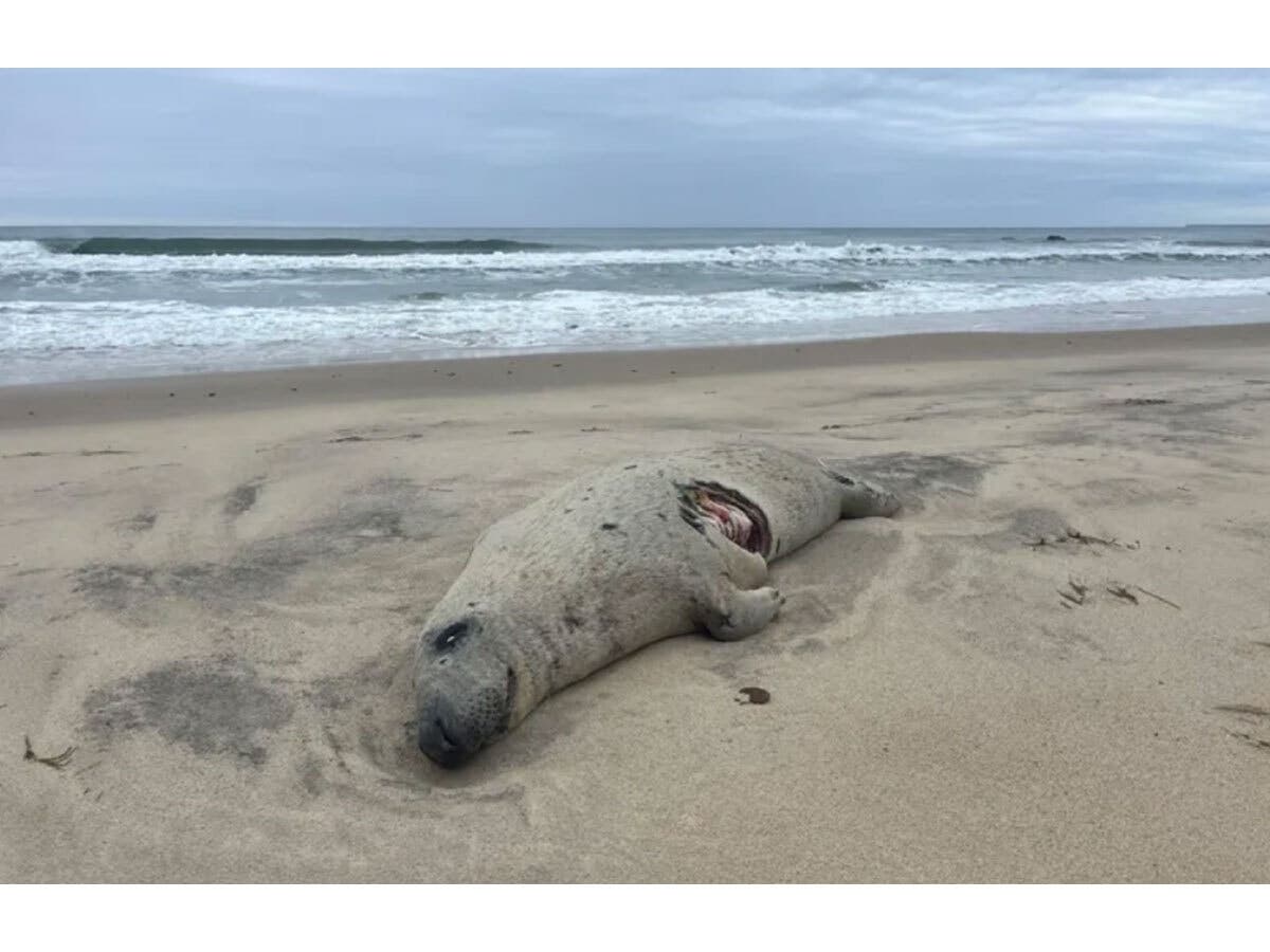 A gray seal seen with a fatal white shark bite was found on Martha’s Vineyard on May 11.
