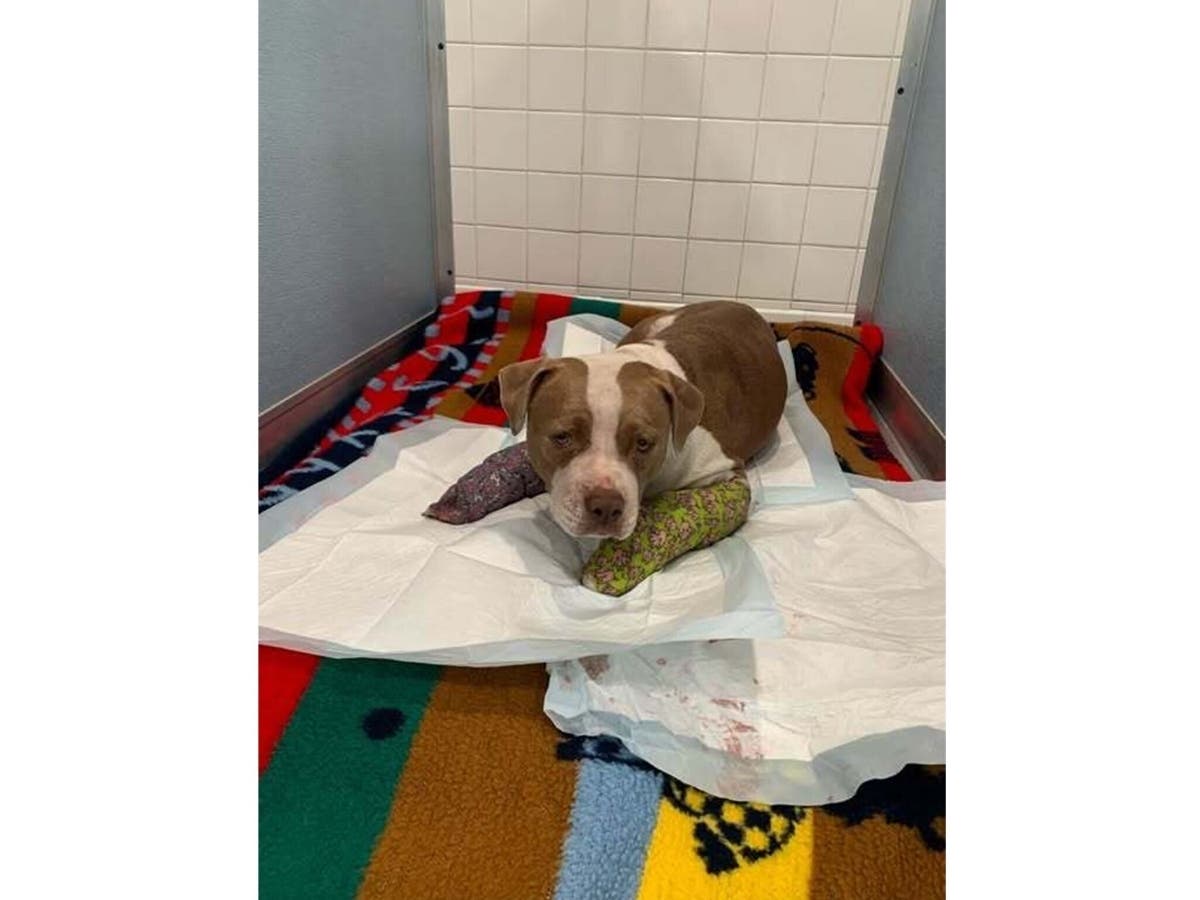 Newnew is shown here in a photo from the Barnstable Police Department.