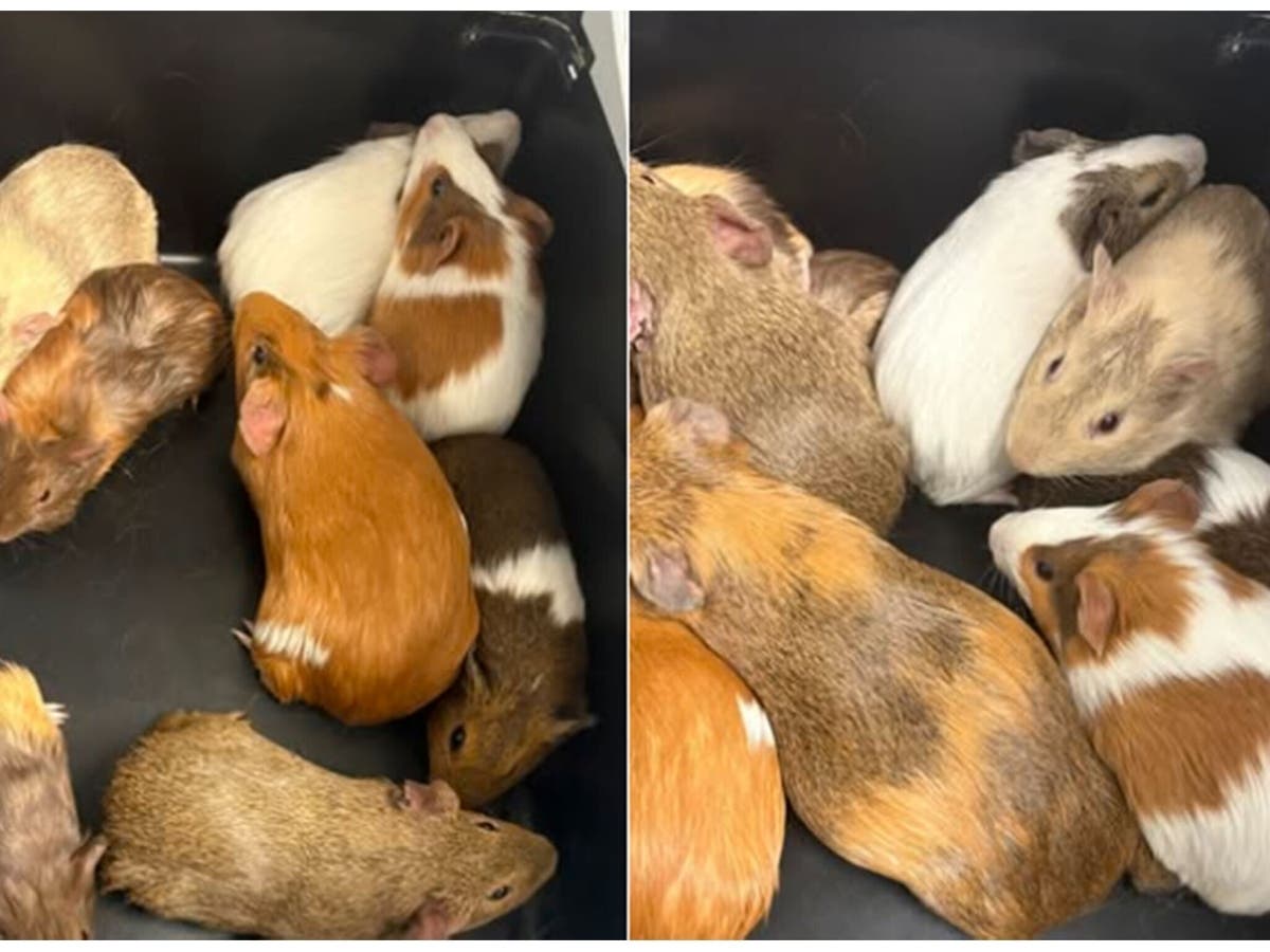 Two photos show some of the guinea pigs recovered recently in Waltham after being abandoned.
