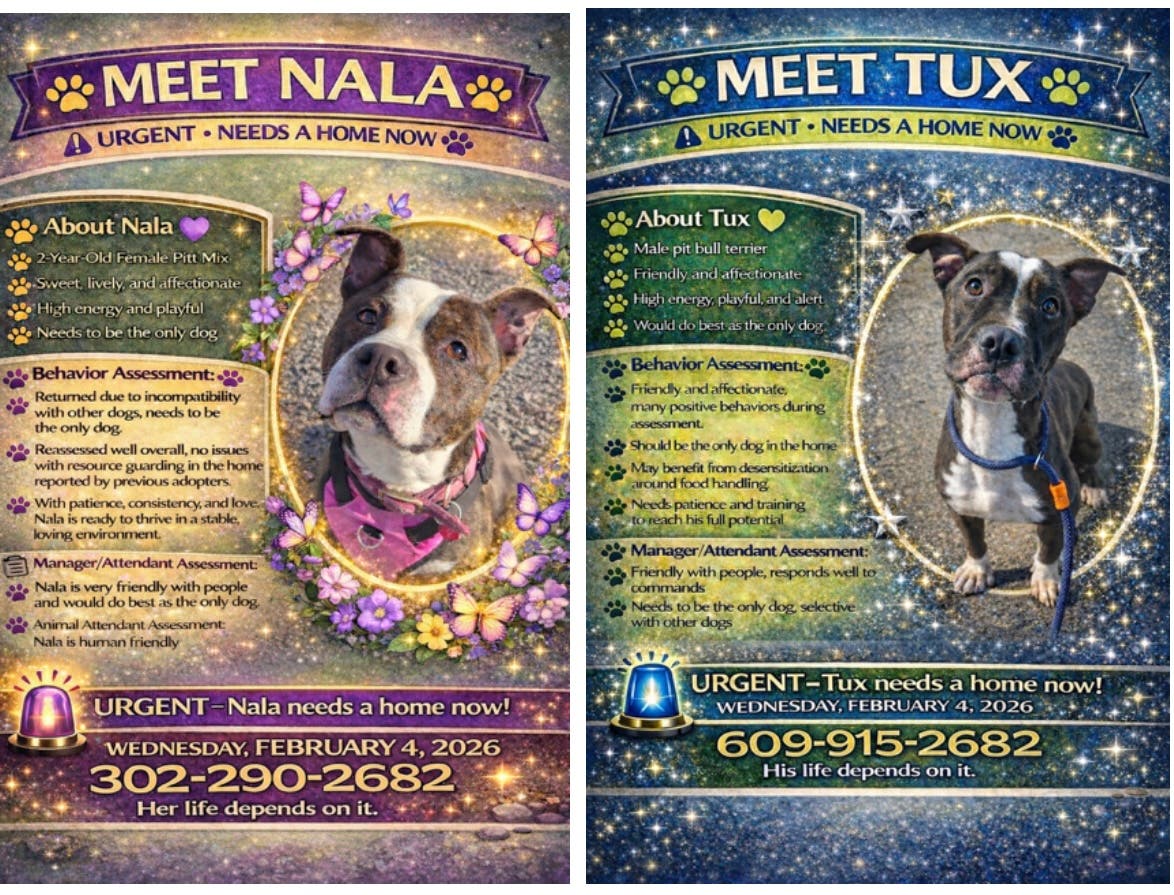 Critically Urgent Trenton Shelter Dogs - They only have 3 days - Please HELP