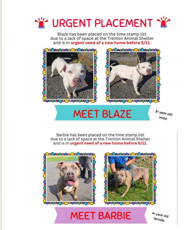Critically Urgent Trenton Shelter Dogs- They only have until May 11th