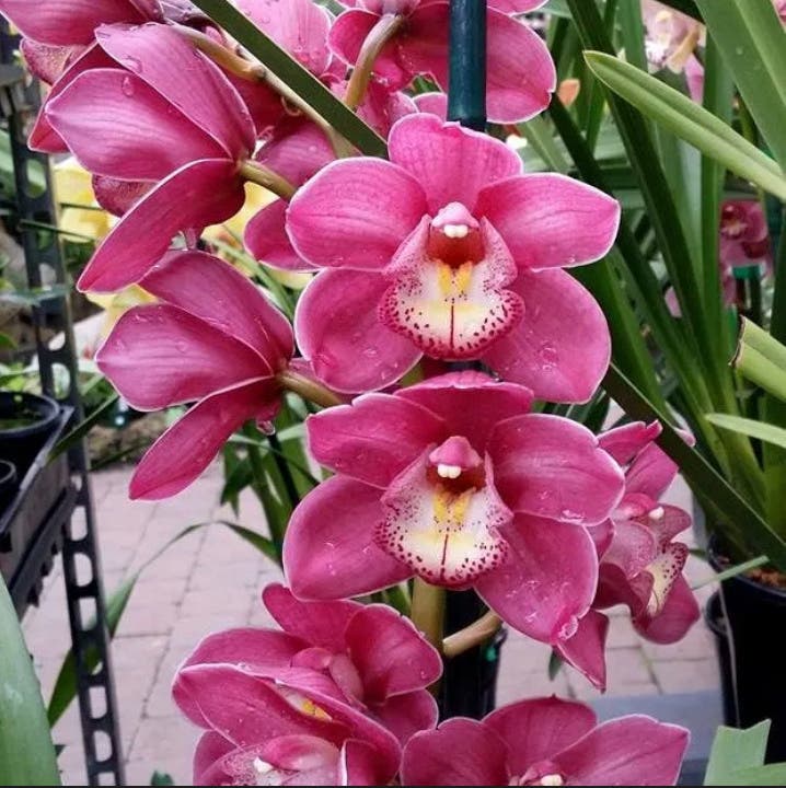 Nature Coast Orchid Society Meeting: Cymbidiums