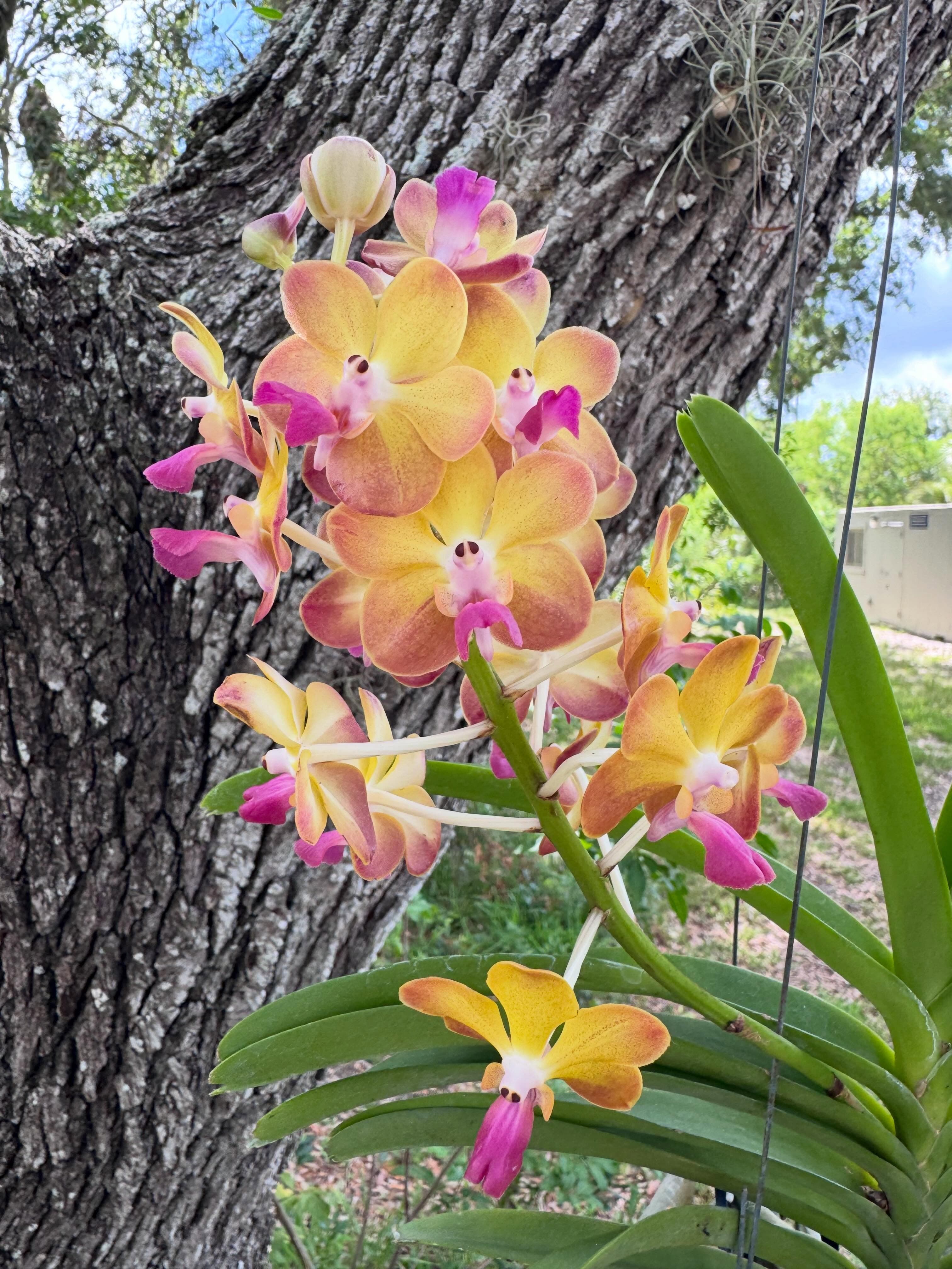 Nature Coast Orchid Society September Meeting: Winterize your Orchids