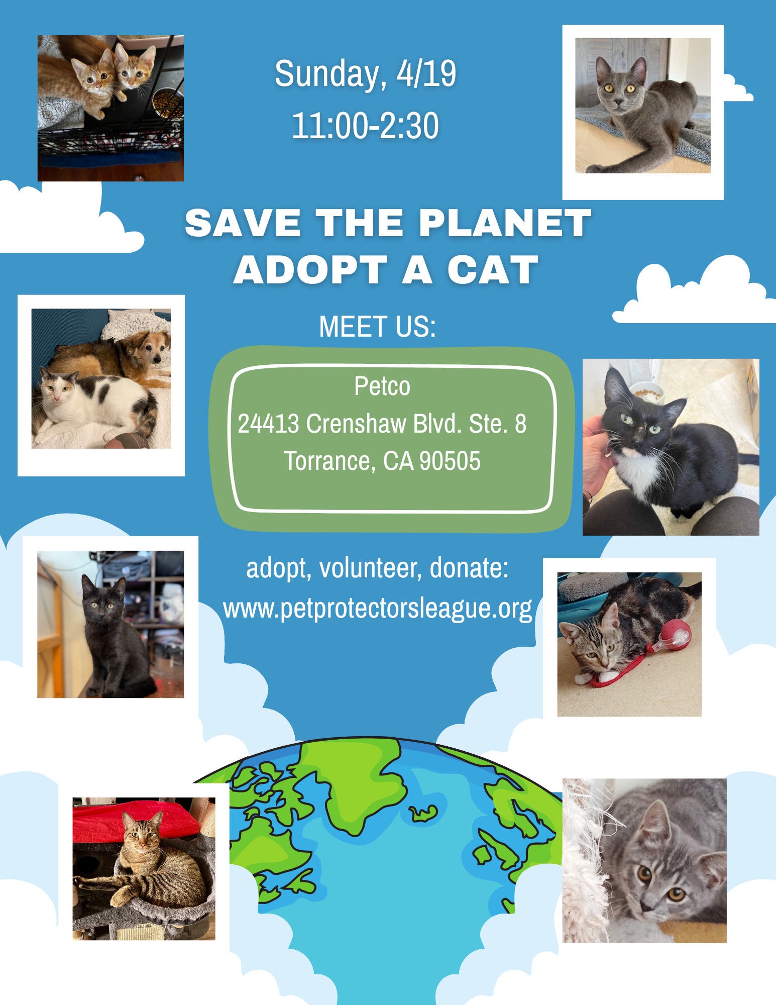 Cat Adoption this Sunday!