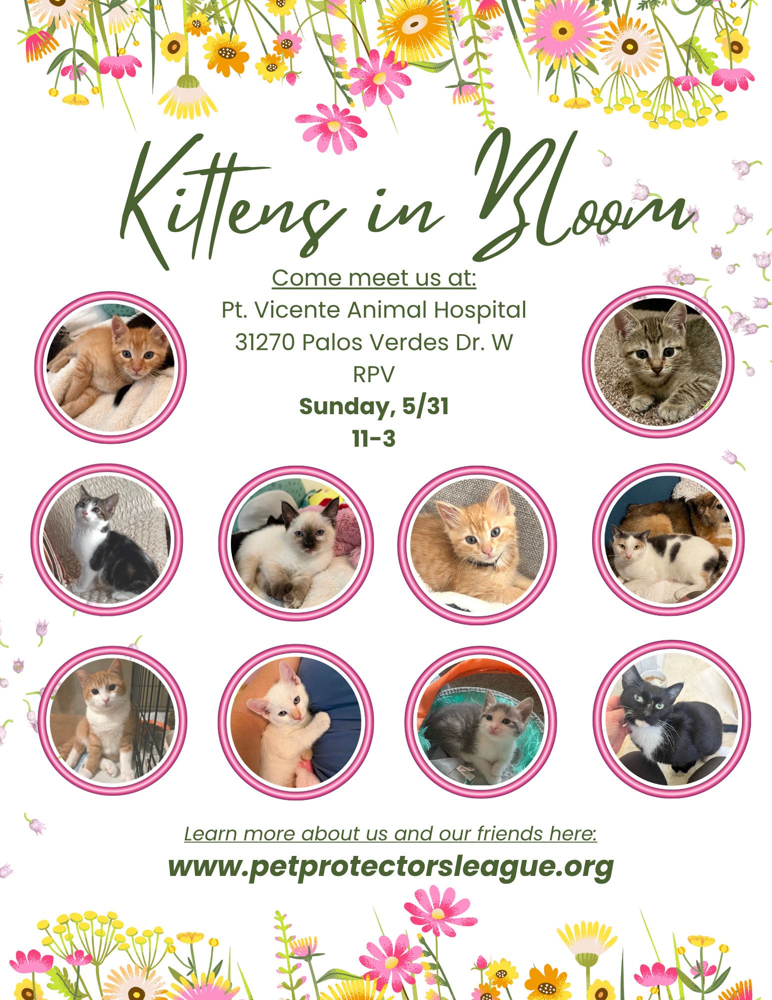 Kitty adoption!
