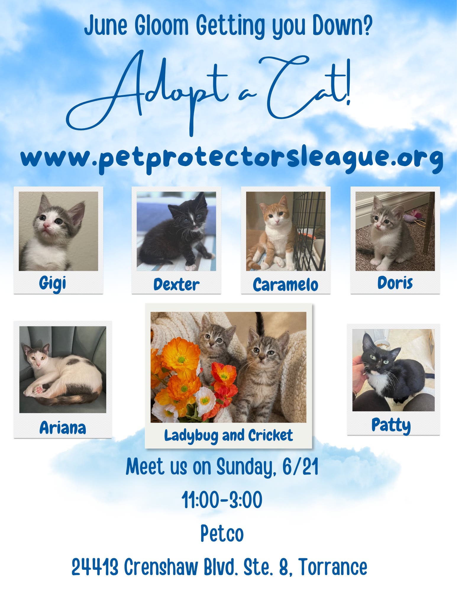 Cat adoption!
