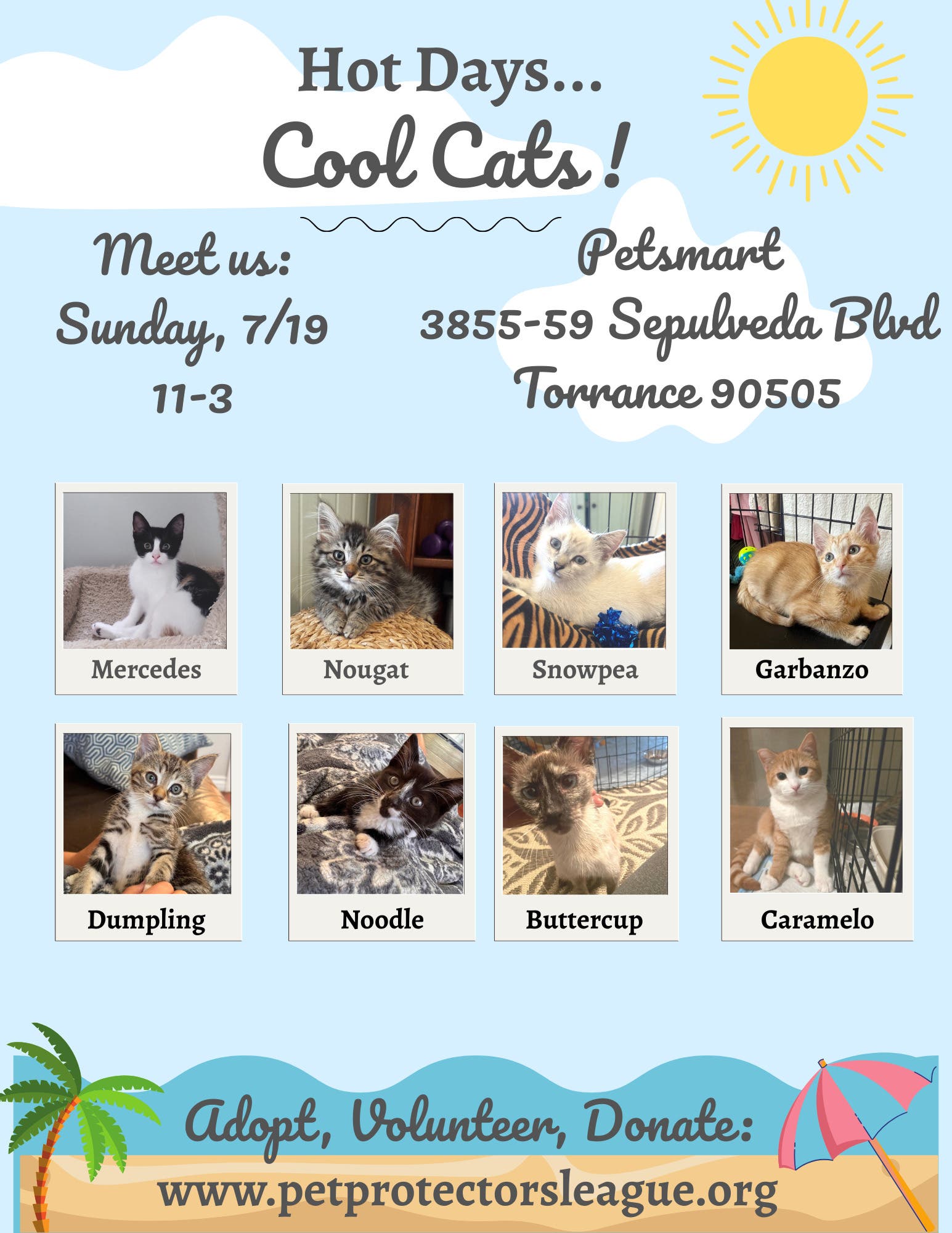 Come meet some kitties this Sunday!