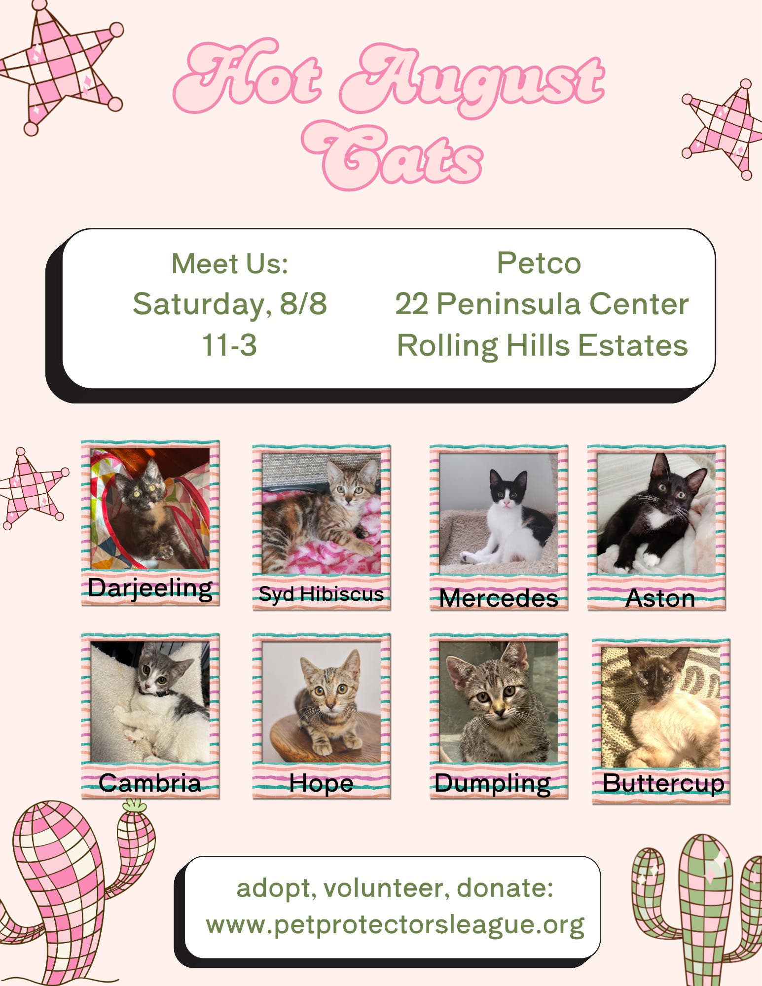 Stay cool and meet our kitties!