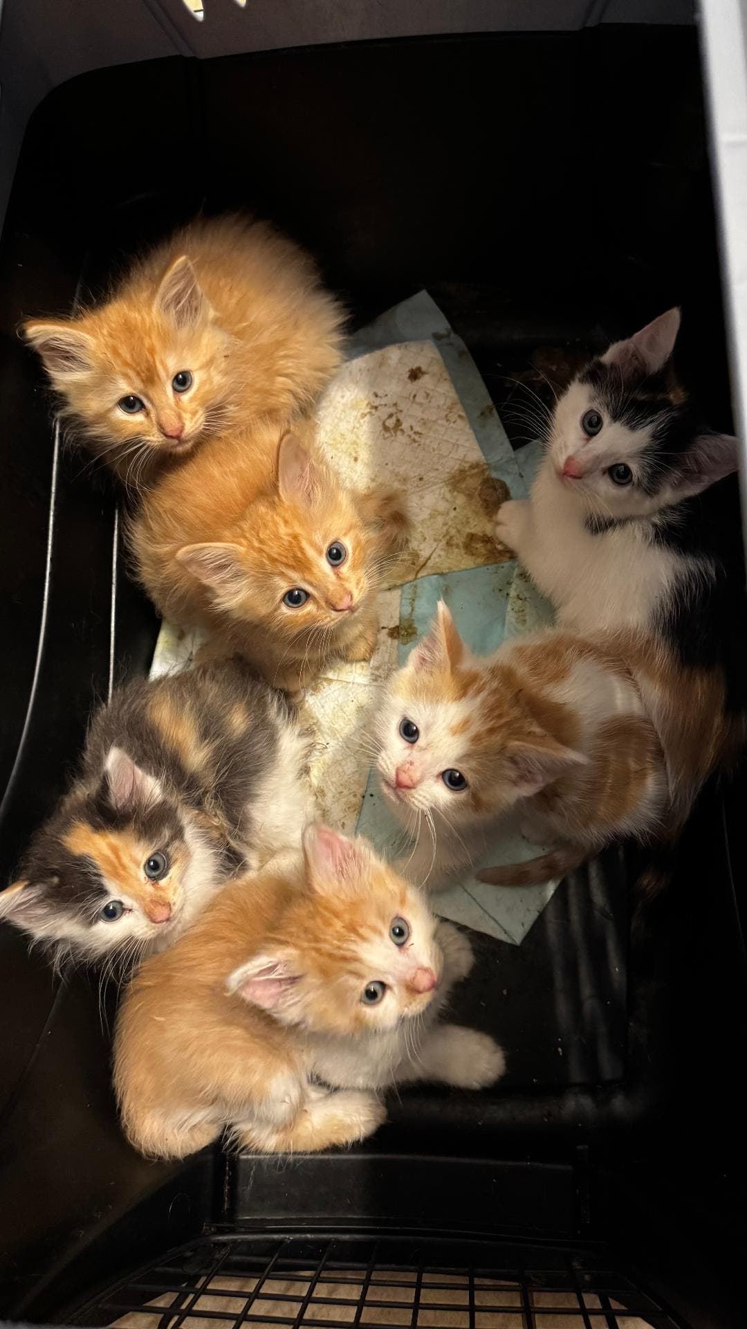 Foster Families Needed! š¾