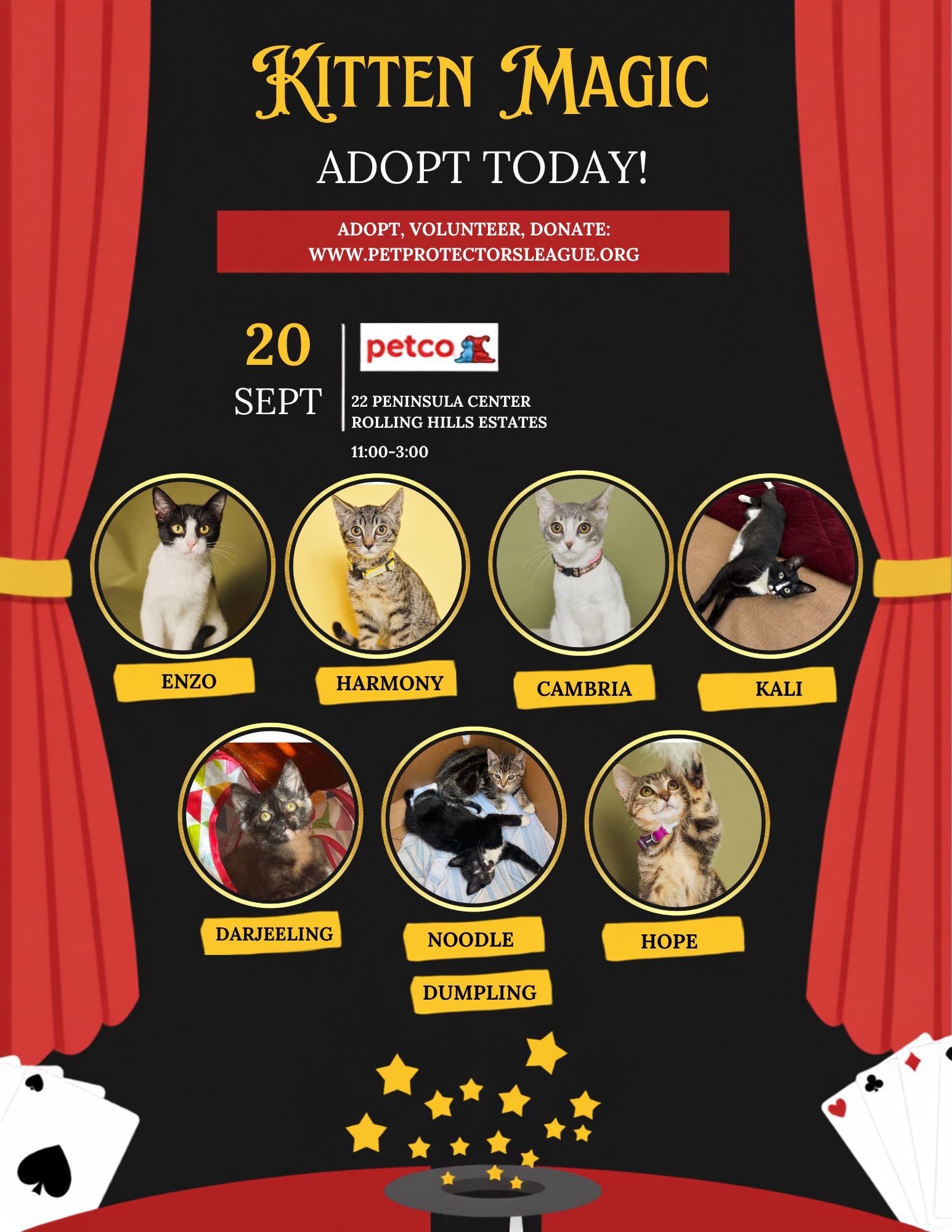 Kitty adoption this Sunday!