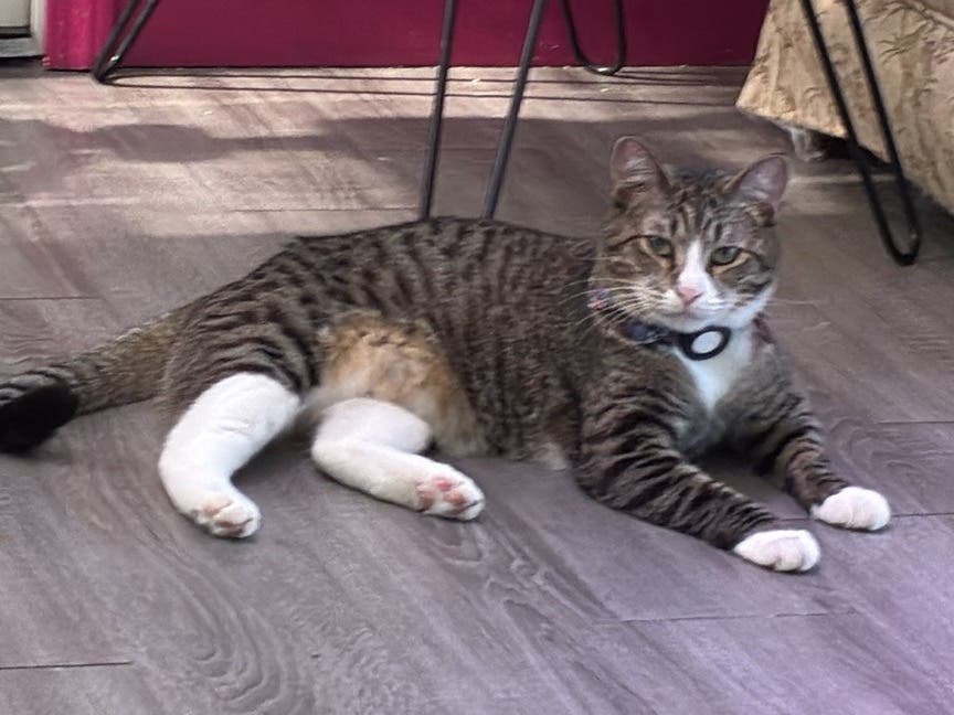 Jen's Kitty Rehab Open House