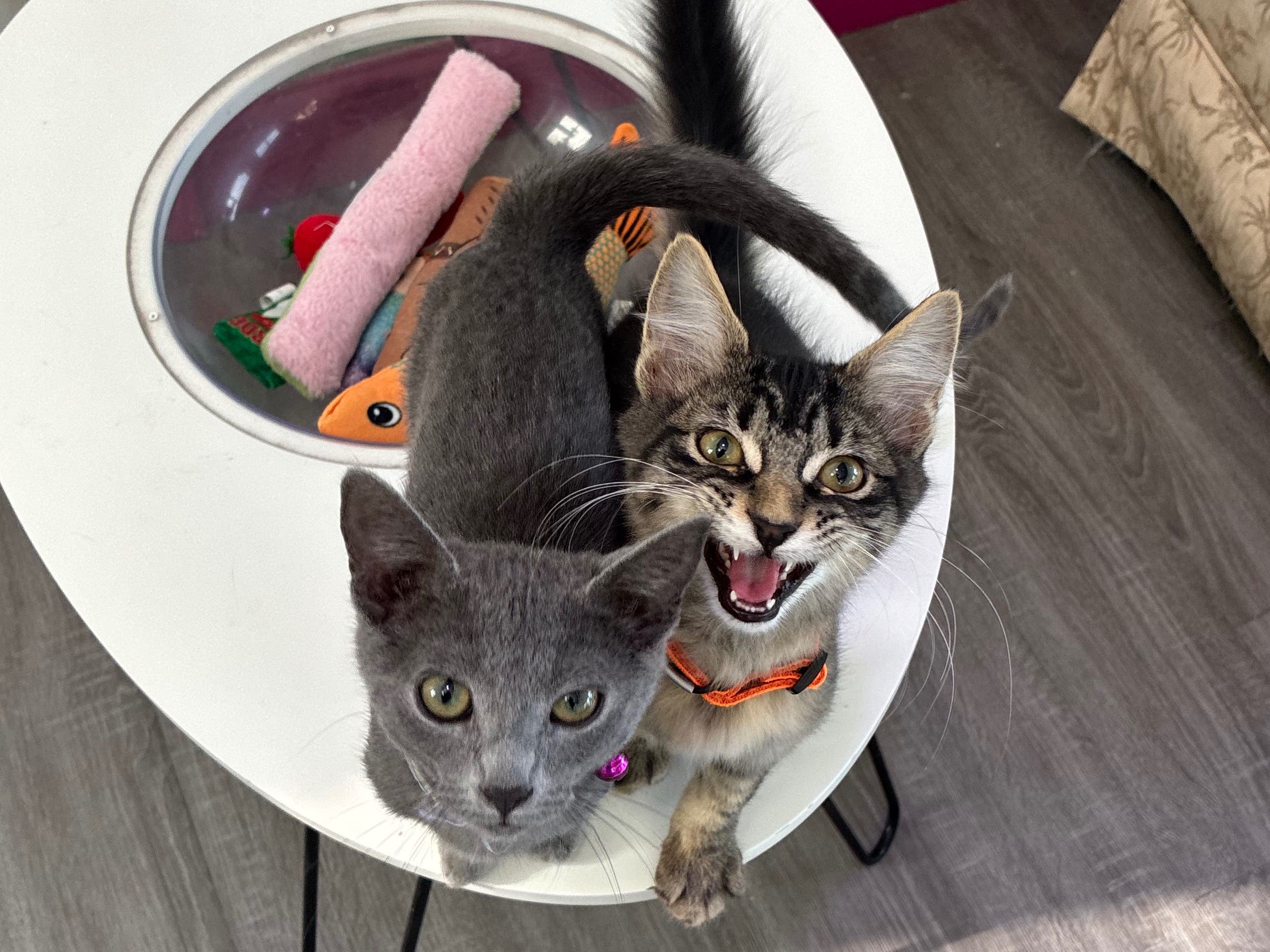 Jen's Kitty Rehab Open House