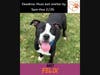 INSTAGRAM IMAGE DOGS - 8