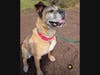 INSTAGRAM IMAGE DOGS - 90